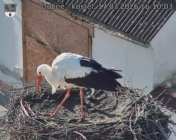 Capi_Dubne_20260317_161003.jpg (1350&nbsp;x&nbsp;1080)