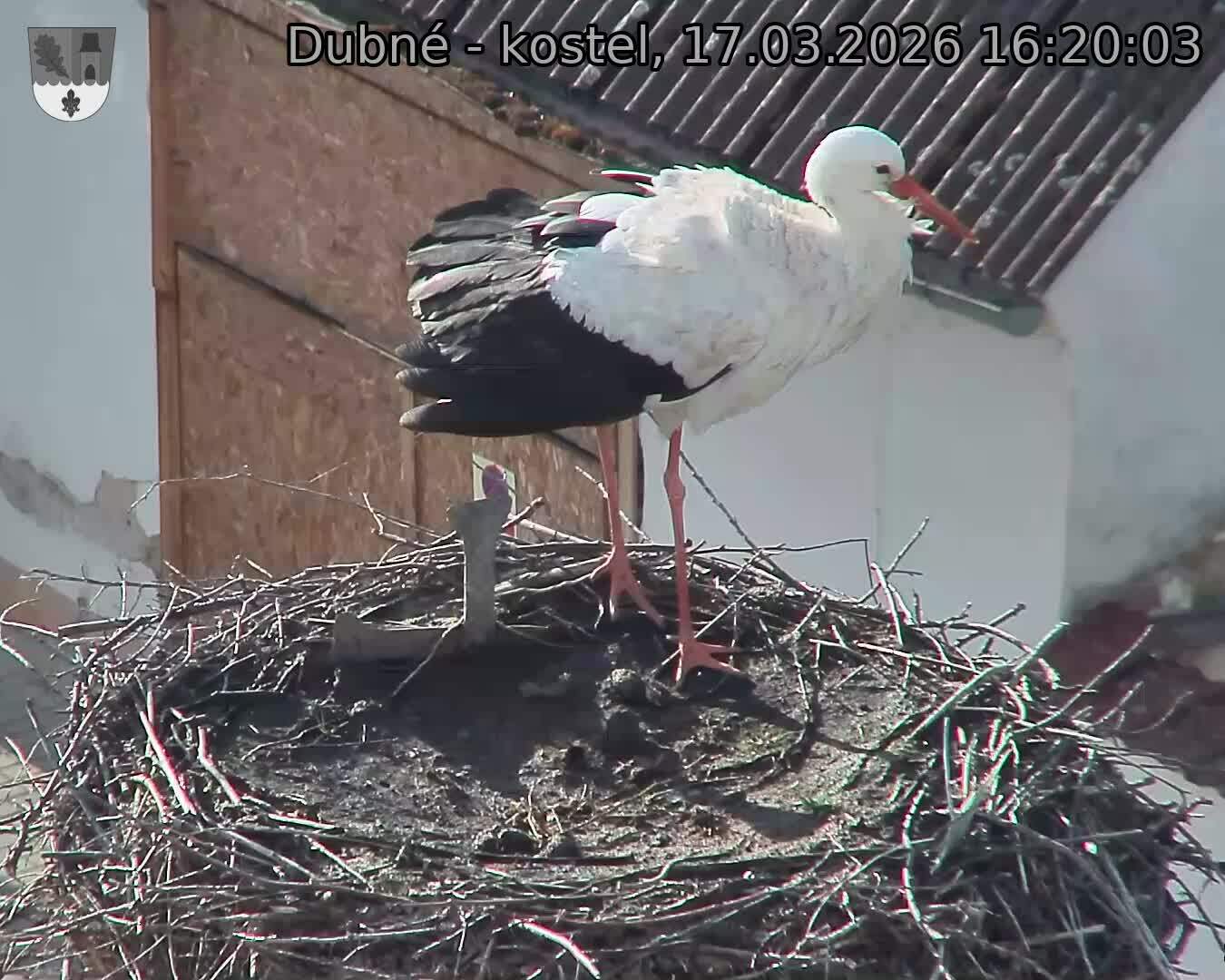 Capi_Dubne_20260317_162003.jpg (1350&nbsp;x&nbsp;1080)