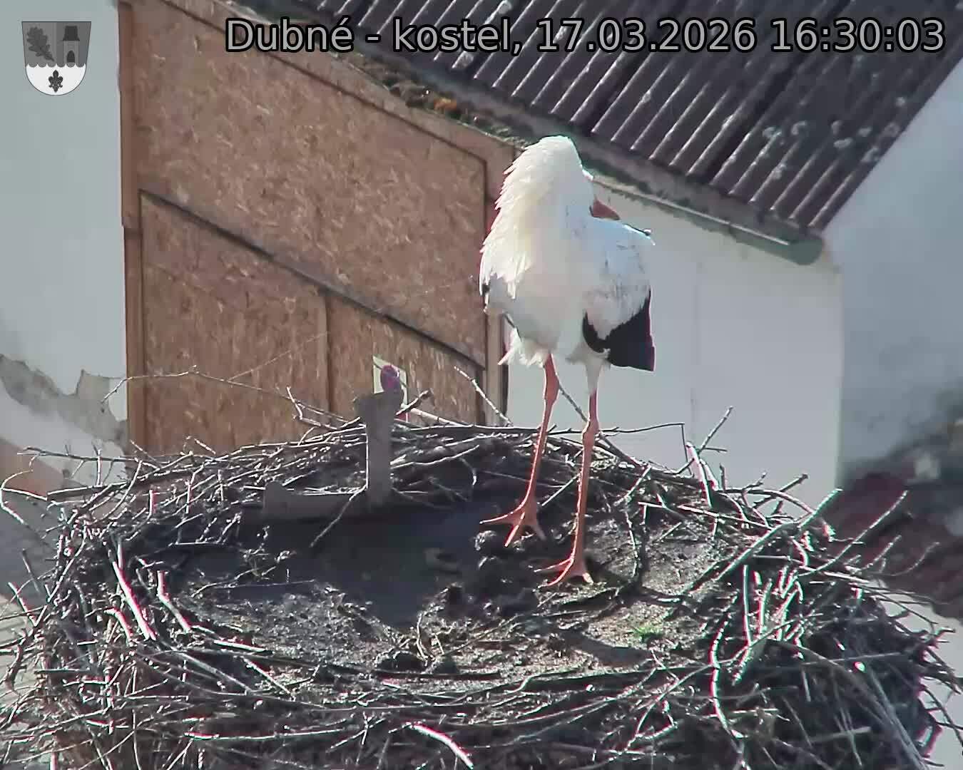 Capi_Dubne_20260317_163003.jpg (1350&nbsp;x&nbsp;1080)