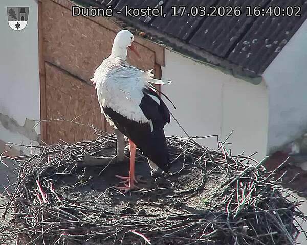 Capi_Dubne_20260317_164002.jpg (1350&nbsp;x&nbsp;1080)