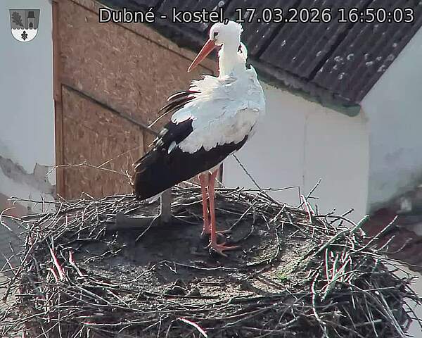 Capi_Dubne_20260317_165003.jpg (1350&nbsp;x&nbsp;1080)