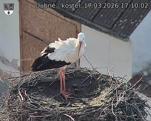 Capi_Dubne_20260317_171002.jpg (1350&nbsp;x&nbsp;1080)