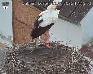 Capi_Dubne_20260317_174503.jpg (1350&nbsp;x&nbsp;1080)