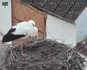 Capi_Dubne_20260317_181502.jpg (1350&nbsp;x&nbsp;1080)