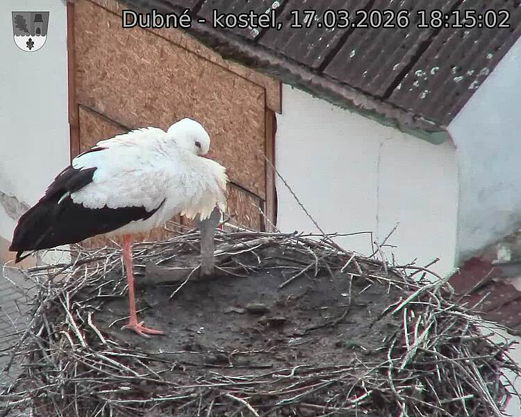 Capi_Dubne_20260317_181502.jpg (1350&nbsp;x&nbsp;1080)