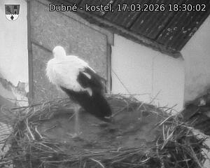 Capi_Dubne_20260317_183002.jpg (1350&nbsp;x&nbsp;1080)