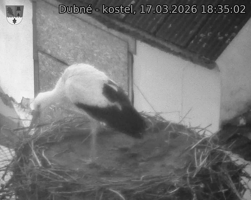Capi_Dubne_20260317_183502.jpg (1350&nbsp;x&nbsp;1080)