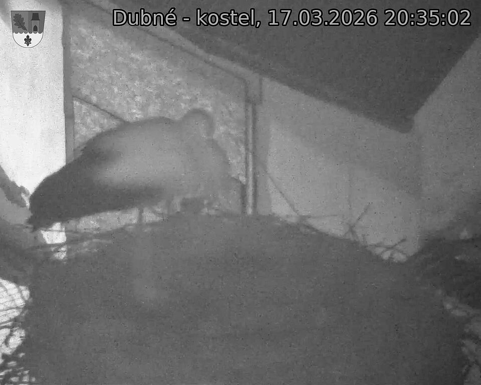 Capi_Dubne_20260317_203502.jpg (1350&nbsp;x&nbsp;1080)