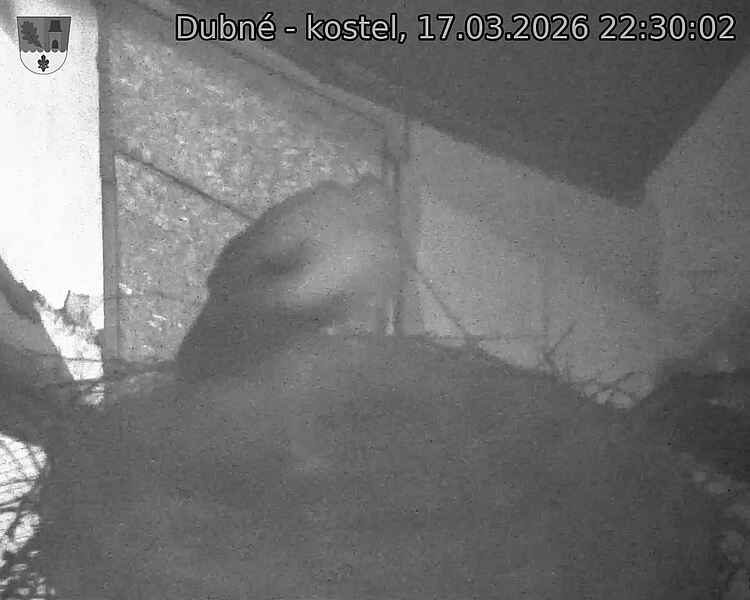Capi_Dubne_20260317_223002.jpg (1350&nbsp;x&nbsp;1080)