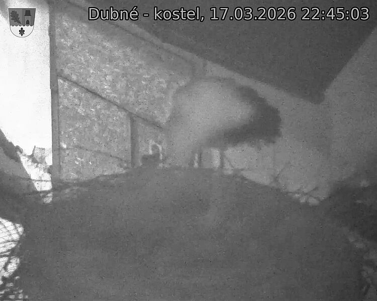 Capi_Dubne_20260317_224503.jpg (1350&nbsp;x&nbsp;1080)