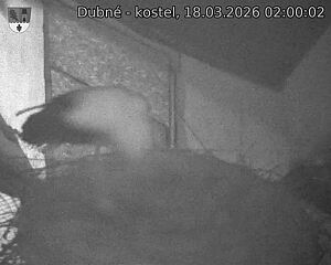 Capi_Dubne_20260318_020002.jpg (1350&nbsp;x&nbsp;1080)