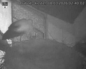 Capi_Dubne_20260318_024002.jpg (1350&nbsp;x&nbsp;1080)