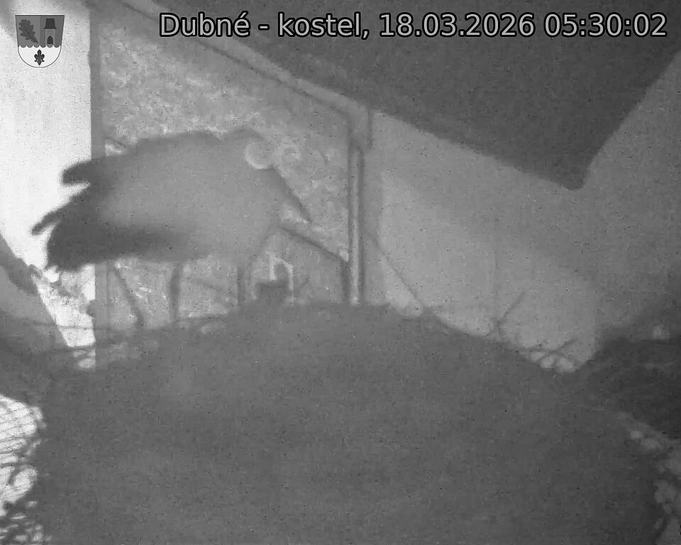Capi_Dubne_20260318_053002.jpg (1350&nbsp;x&nbsp;1080)