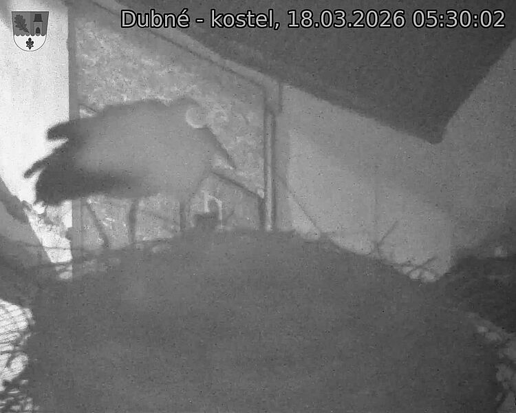 Capi_Dubne_20260318_053002.jpg (1350&nbsp;x&nbsp;1080)