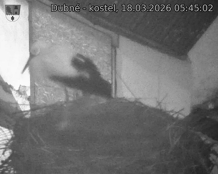 Capi_Dubne_20260318_054502.jpg (1350&nbsp;x&nbsp;1080)