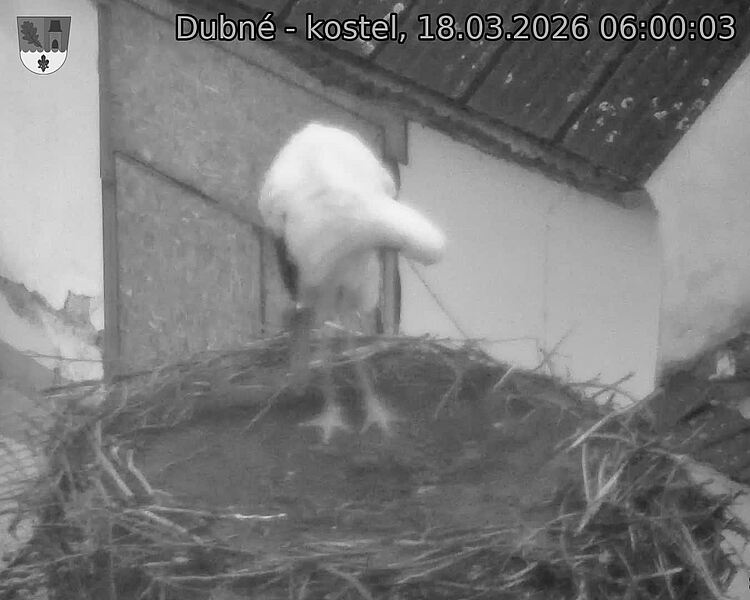 Capi_Dubne_20260318_060003.jpg (1350&nbsp;x&nbsp;1080)