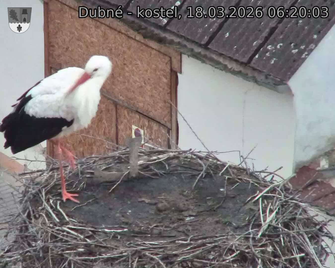 Capi_Dubne_20260318_062003.jpg (1350&nbsp;x&nbsp;1080)