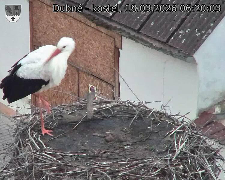 Capi_Dubne_20260318_062003.jpg (1350&nbsp;x&nbsp;1080)