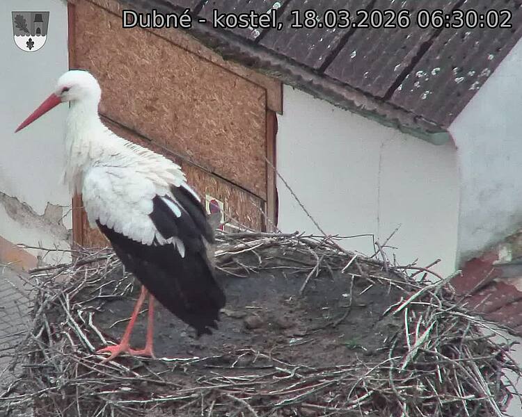 Capi_Dubne_20260318_063002.jpg (1350&nbsp;x&nbsp;1080)