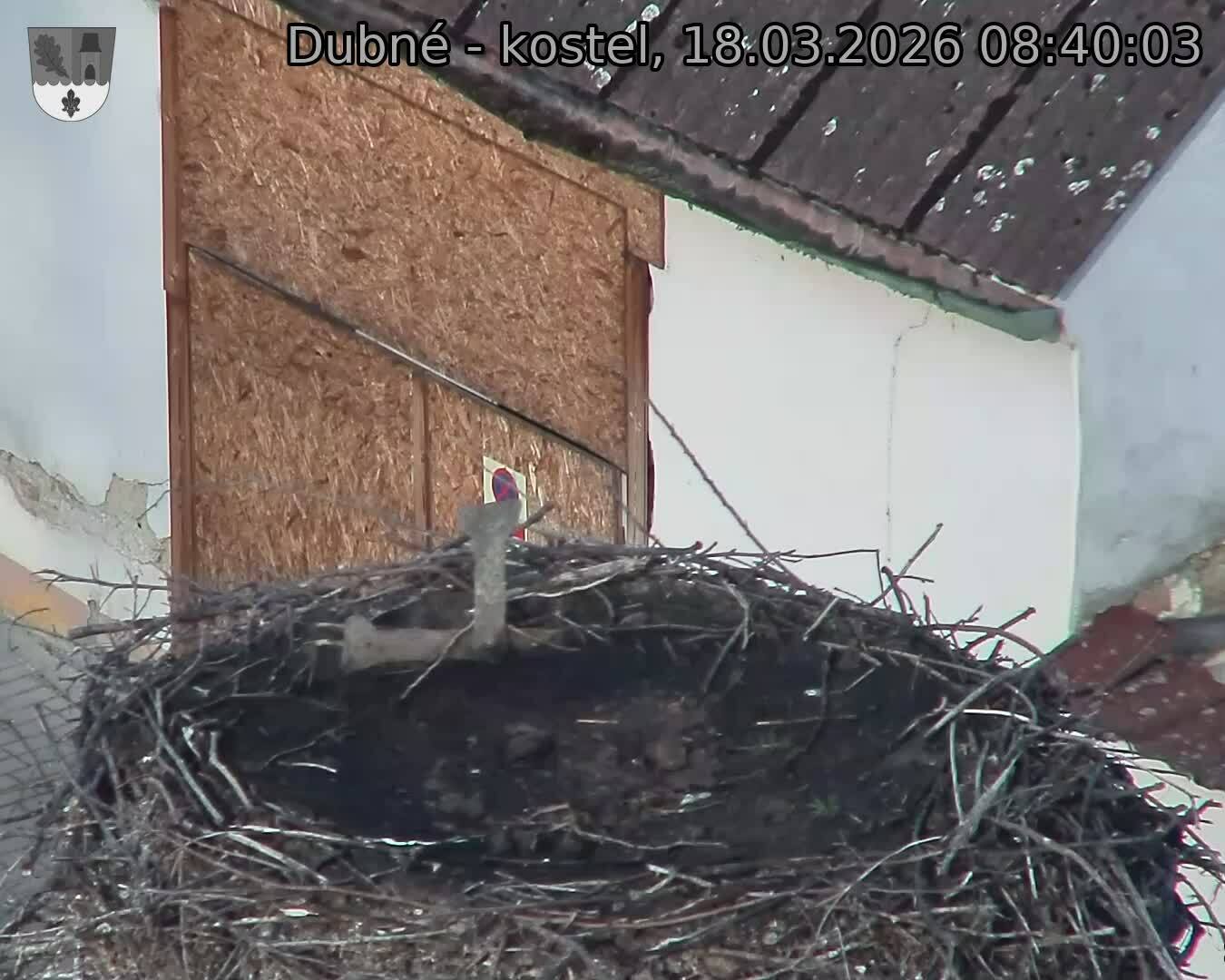 Capi_Dubne_20260318_084003.jpg (1350&nbsp;x&nbsp;1080)