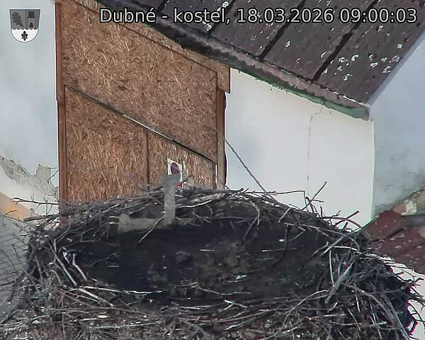 Capi_Dubne_20260318_090003.jpg (1350&nbsp;x&nbsp;1080)