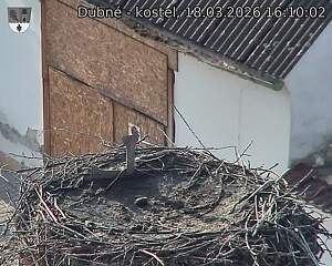 Capi_Dubne_20260318_161002.jpg (1350&nbsp;x&nbsp;1080)