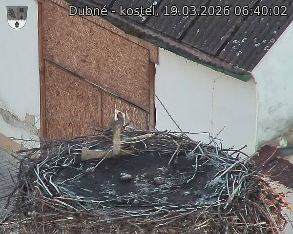 Capi_Dubne_20260319_064002.jpg (1350&nbsp;x&nbsp;1080)