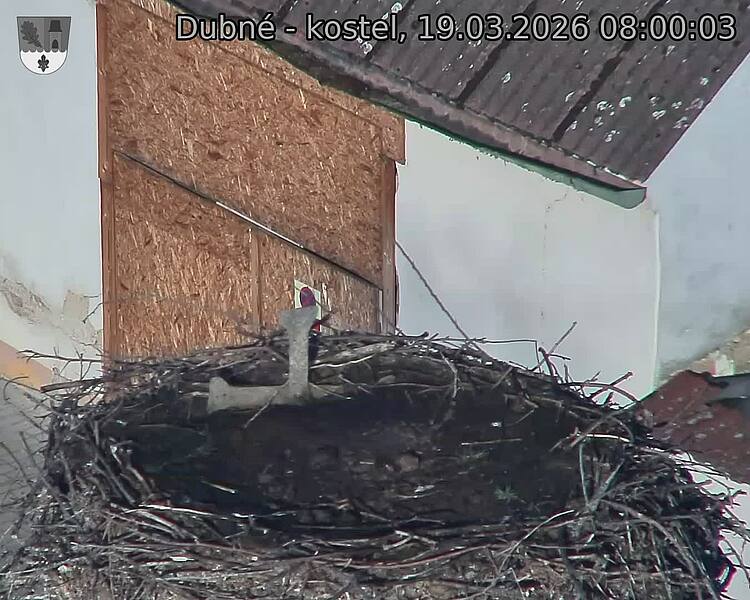 Capi_Dubne_20260319_080003.jpg (1350&nbsp;x&nbsp;1080)