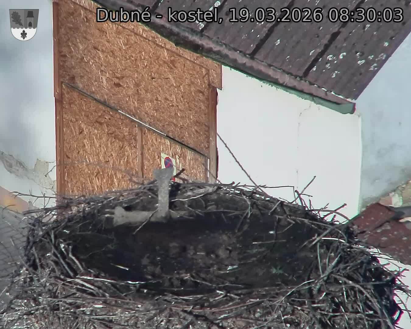 Capi_Dubne_20260319_083003.jpg (1350&nbsp;x&nbsp;1080)