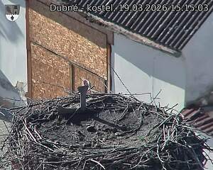 Capi_Dubne_20260319_151503.jpg (1350&nbsp;x&nbsp;1080)