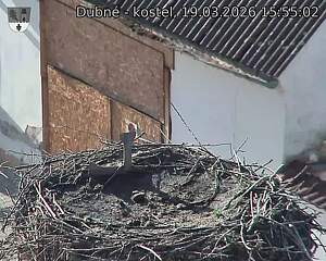 Capi_Dubne_20260319_155502.jpg (1350&nbsp;x&nbsp;1080)