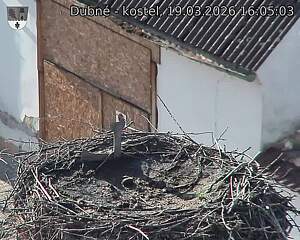 Capi_Dubne_20260319_160504.jpg (1350&nbsp;x&nbsp;1080)