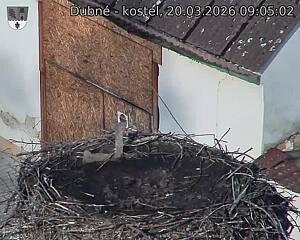 Capi_Dubne_20260320_090502.jpg (1350&nbsp;x&nbsp;1080)