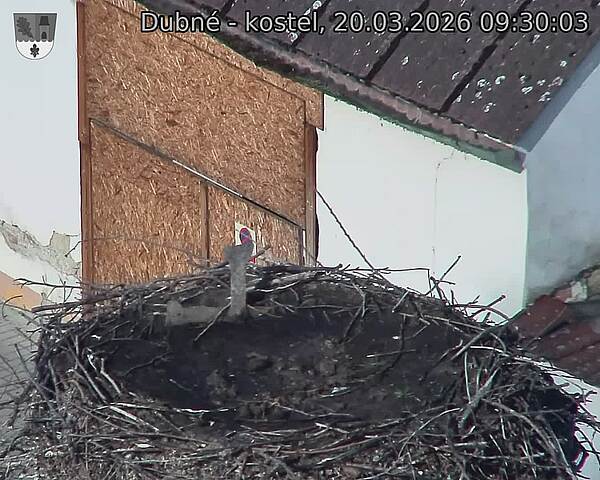 Capi_Dubne_20260320_093003.jpg (1350&nbsp;x&nbsp;1080)