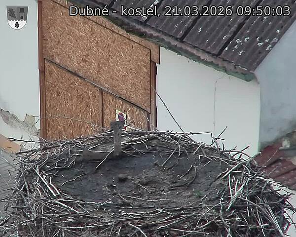 Capi_Dubne_20260321_095003.jpg (1350&nbsp;x&nbsp;1080)