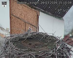 Capi_Dubne_20260321_151004.jpg (1350&nbsp;x&nbsp;1080)