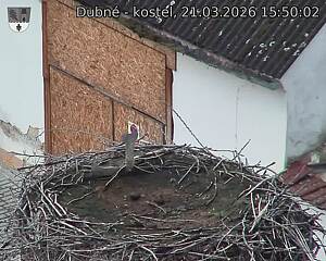 Capi_Dubne_20260321_155002.jpg (1350&nbsp;x&nbsp;1080)