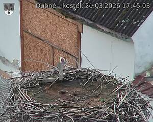 Capi_Dubne_20260321_174503.jpg (1350&nbsp;x&nbsp;1080)