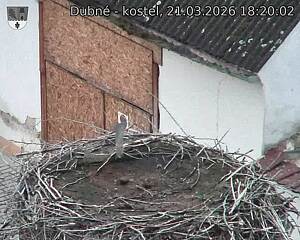 Capi_Dubne_20260321_182003.jpg (1350&nbsp;x&nbsp;1080)