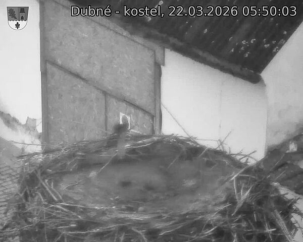 Capi_Dubne_20260322_055003.jpg (1350&nbsp;x&nbsp;1080)