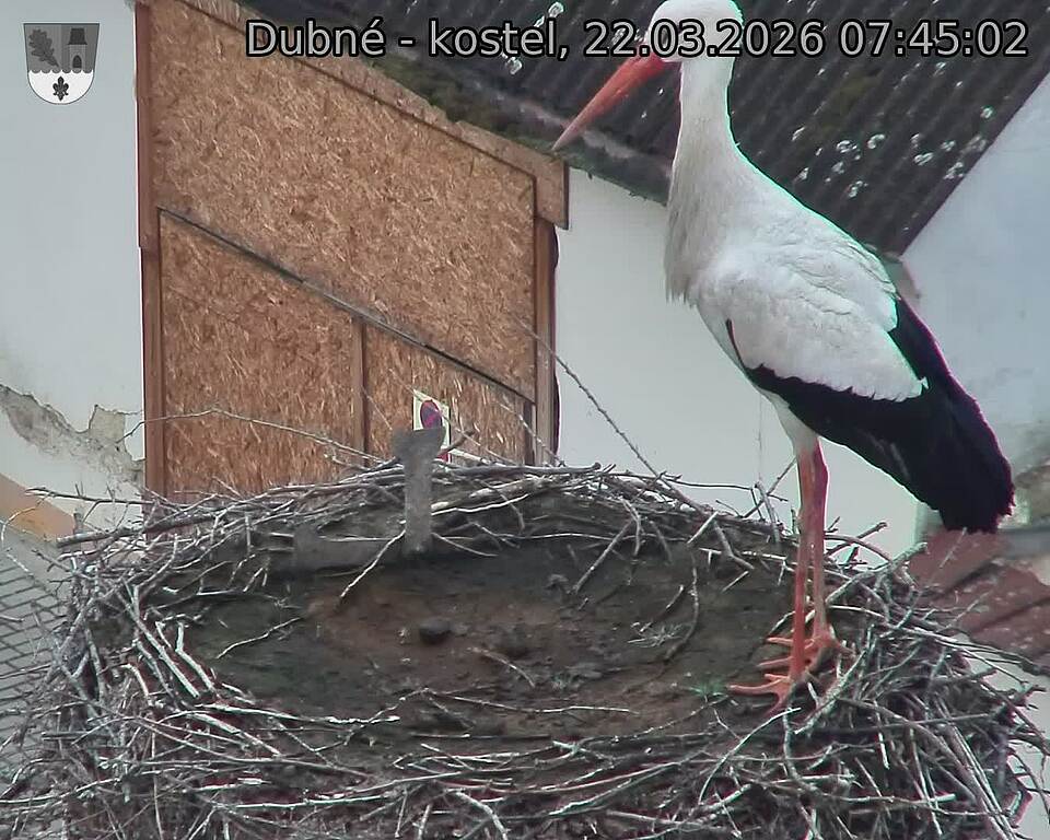 Capi_Dubne_20260322_074502.jpg (1350&nbsp;x&nbsp;1080)