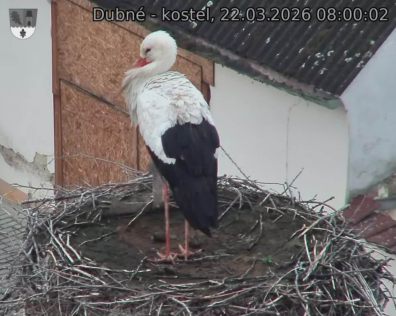 Capi_Dubne_20260322_080002.jpg (1350&nbsp;x&nbsp;1080)