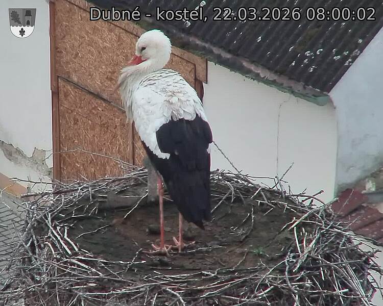 Capi_Dubne_20260322_080002.jpg (1350&nbsp;x&nbsp;1080)