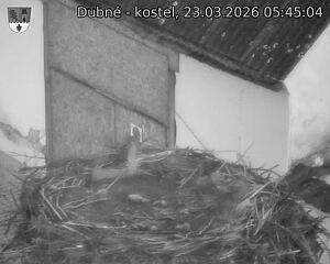 Capi_Dubne_20260323_054504.jpg (1350&nbsp;x&nbsp;1080)