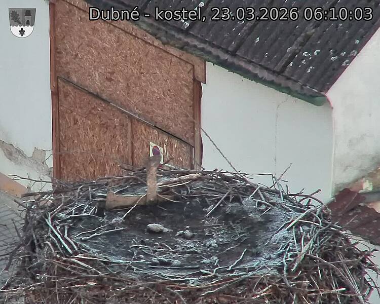 Capi_Dubne_20260323_061003.jpg (1350&nbsp;x&nbsp;1080)