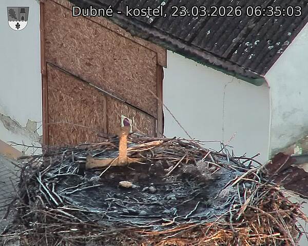 Capi_Dubne_20260323_063503.jpg (1350&nbsp;x&nbsp;1080)