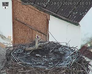 Capi_Dubne_20260323_071003.jpg (1350&nbsp;x&nbsp;1080)