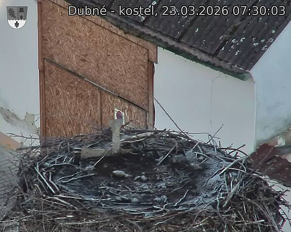 Capi_Dubne_20260323_073003.jpg (1350&nbsp;x&nbsp;1080)