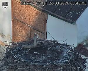 Capi_Dubne_20260323_074003.jpg (1350&nbsp;x&nbsp;1080)