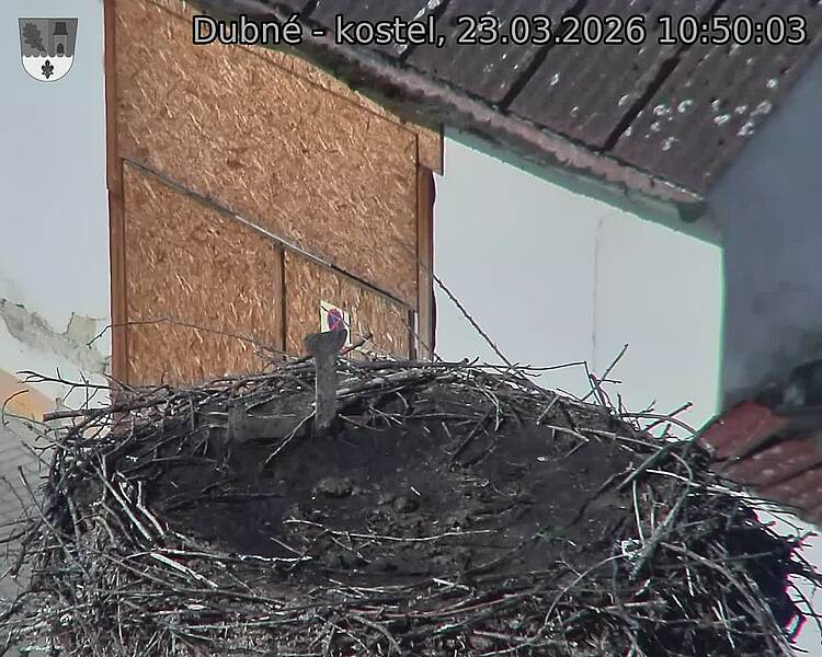 Capi_Dubne_20260323_105003.jpg (1350&nbsp;x&nbsp;1080)